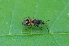 Scolopostethus