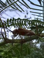 Celosterna scabrator