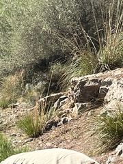 Ampelodesmos mauritanicus