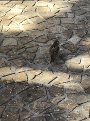 Passer domesticus