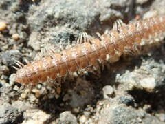 Polydesmus