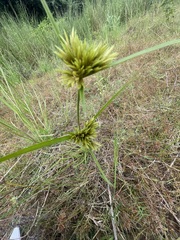 Cyperus polystachyos
