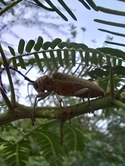 Celosterna scabrator