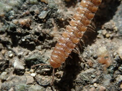Polydesmus