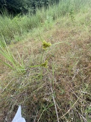 Cyperus polystachyos
