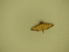 Ategumia ebulealis