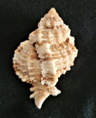 Phyllonotus pomum