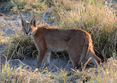 Caracal caracal caracal