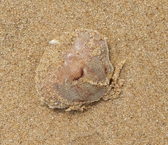 Ovalipes trimaculatus