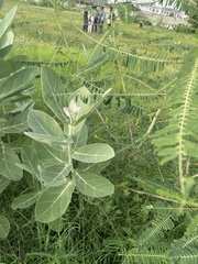 Calotropis gigantea