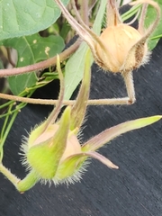 Ipomoea lindheimeri