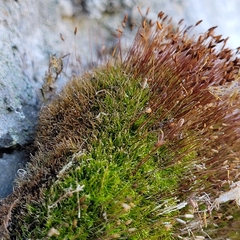 Distichium capillaceum