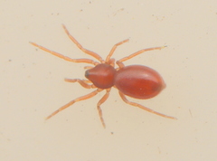 Oonopidae