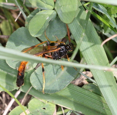 Therion circumflexum