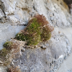 Distichium capillaceum