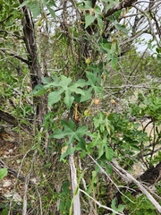 Ipomoea lindheimeri