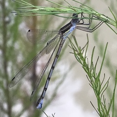 Lestes australis