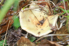 Lactarius sanguifluus
