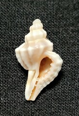 Eupleura sulcidentata