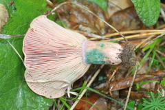 Lactarius sanguifluus