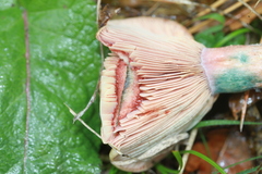 Lactarius sanguifluus