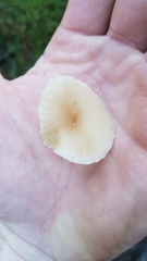 Clitocybaceae