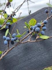 Forestiera reticulata