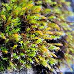 Grimmiaceae