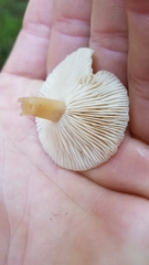 Clitocybaceae