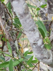 Forestiera reticulata