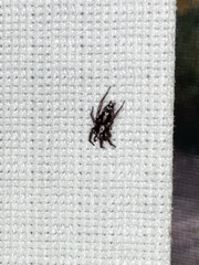 Herpyllus ecclesiasticus