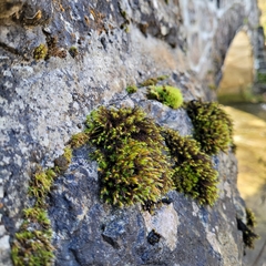 Grimmiaceae