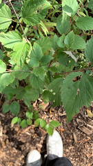 Viburnum rafinesqueanum