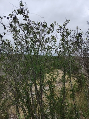 Forestiera reticulata