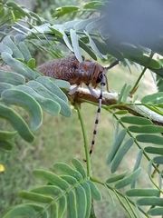 Celosterna scabrator