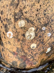 Amphibalanus improvisus