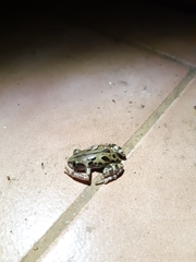 Kassina senegalensis