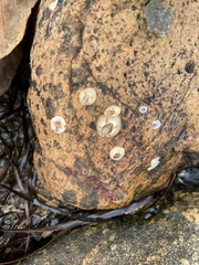 Amphibalanus improvisus