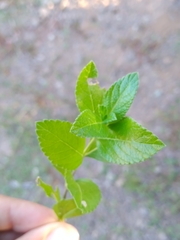 Lippia carterae