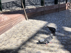 Columba livia domestica