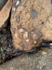 Amphibalanus improvisus