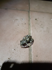 Kassina senegalensis