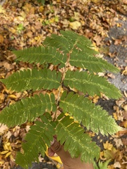 Dryopteris goldieana