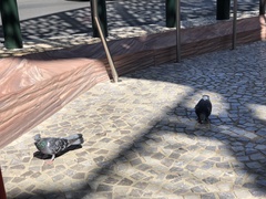 Columba livia domestica
