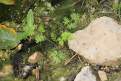 Chaerophyllum tainturieri