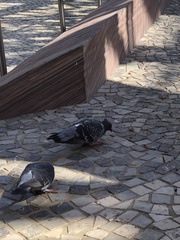 Columba livia domestica