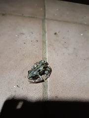 Kassina senegalensis