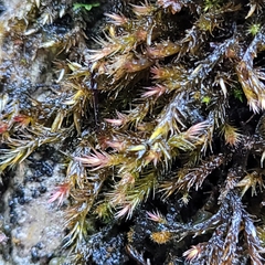 Orthothecium rufescens