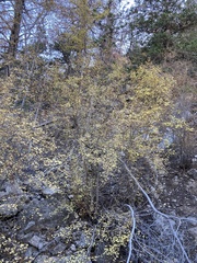 Acer glabrum