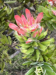 Mimetes fimbriifolius